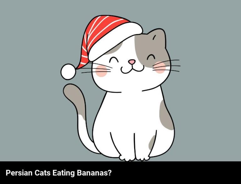 Can Persian Cats Eat Bananas?