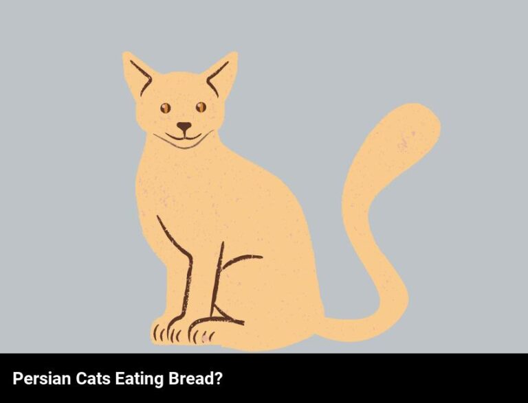 Can Persian Cats Eat Bread?