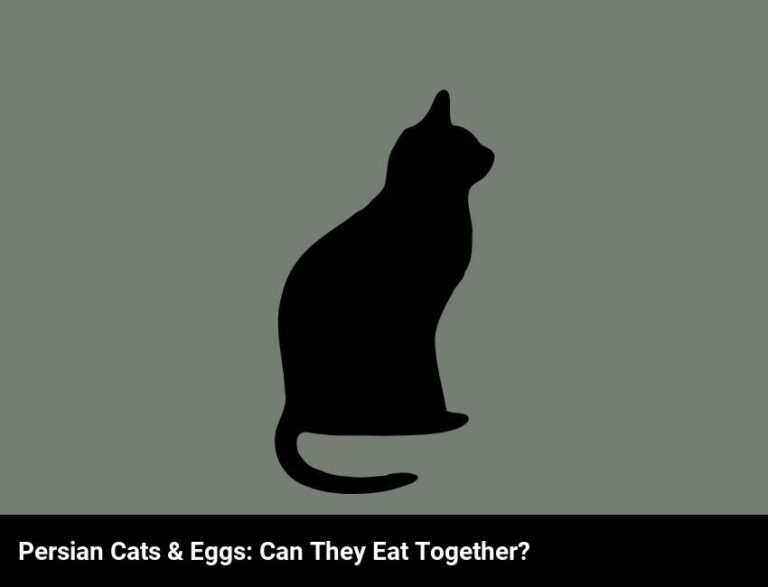 Can Persian Cats Eat Eggs?