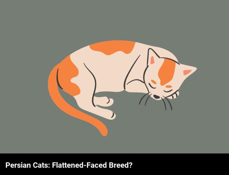 Are Persian Cats Always Flattened-Faced?