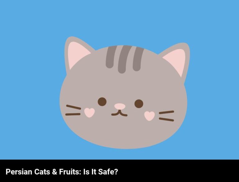 Can Persian Cats Safely Eat Fruits?