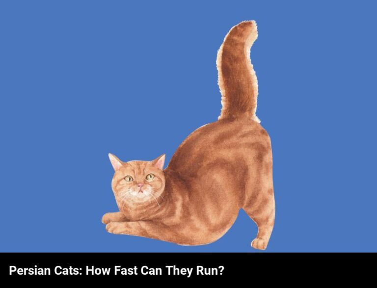 How Fast Can Persian Cats Run?