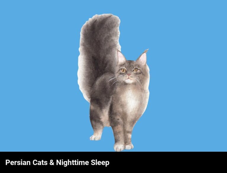 Do Persian Cats Sleep At Night?