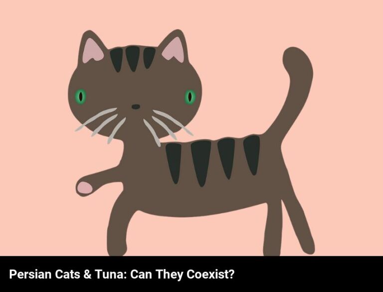 Can Persian Cats Enjoy Tuna?