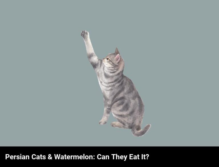 Can Persian Cats Eat Watermelon?