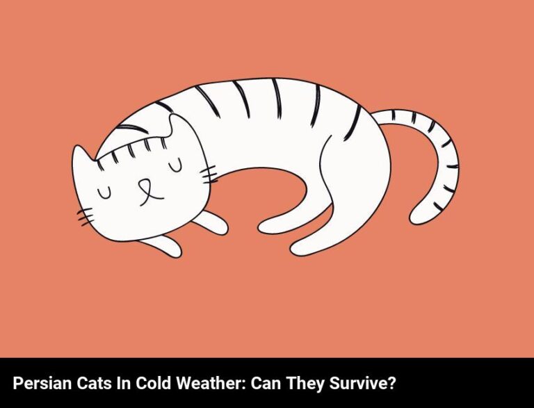 Can Persian Cats Survive Cold Weather?