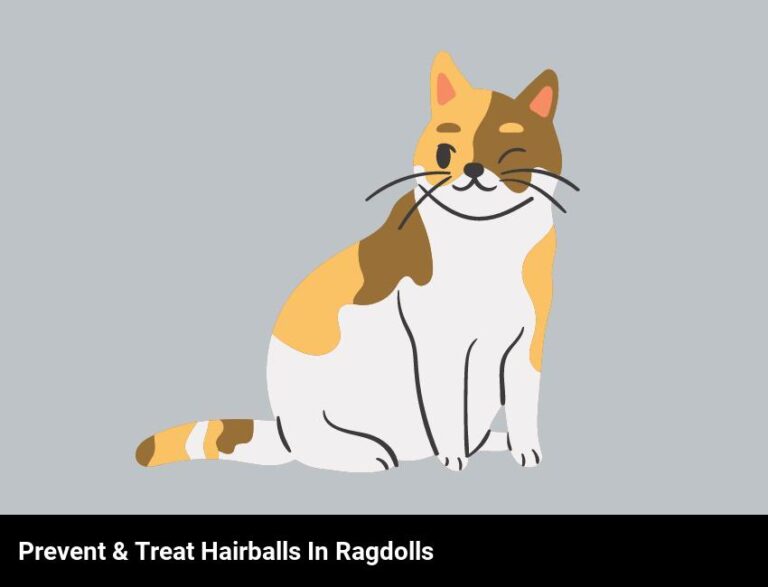 How To Prevent And Treat Hairballs In Ragdolls