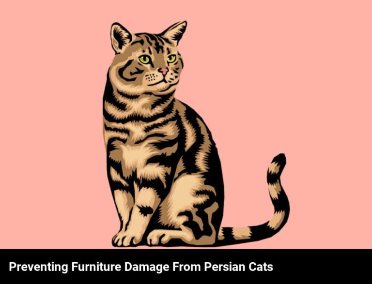 How To Stop Persian Cats From Scratching Furniture