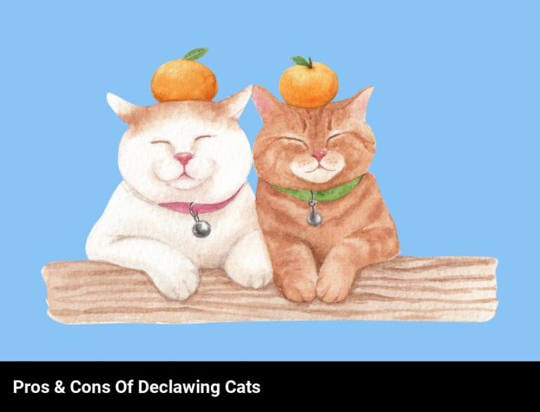 The Pros And Cons Of Declawing Cats