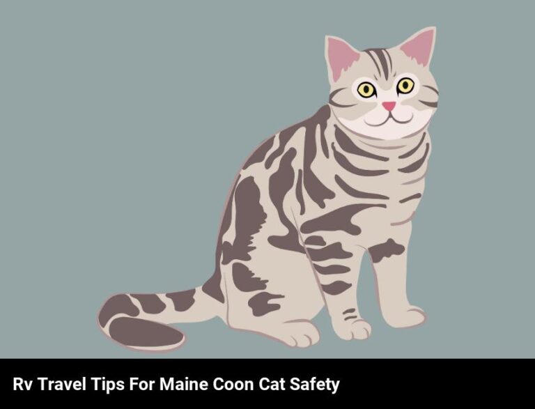 Keep Your Maine Coon Cat Safe On The Road With An Rv