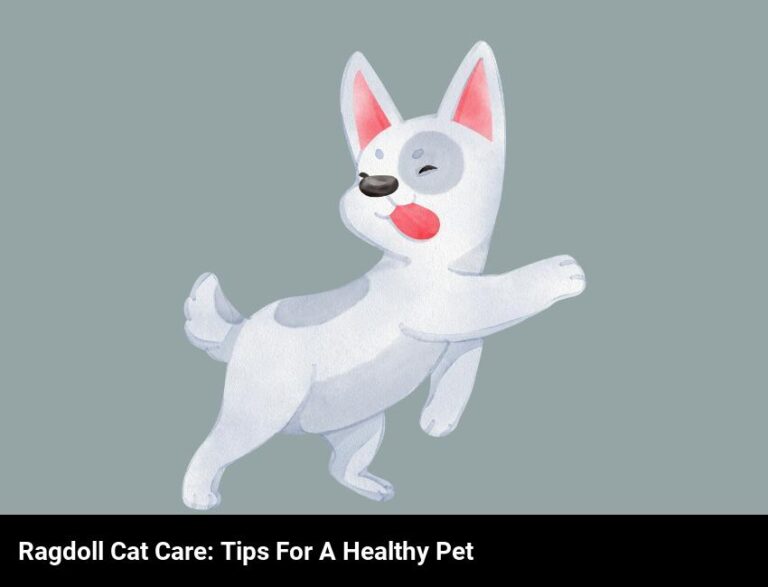 How To Care For Your Ragdoll Cat: Tips And Tricks For A Healthy And Happy Pet