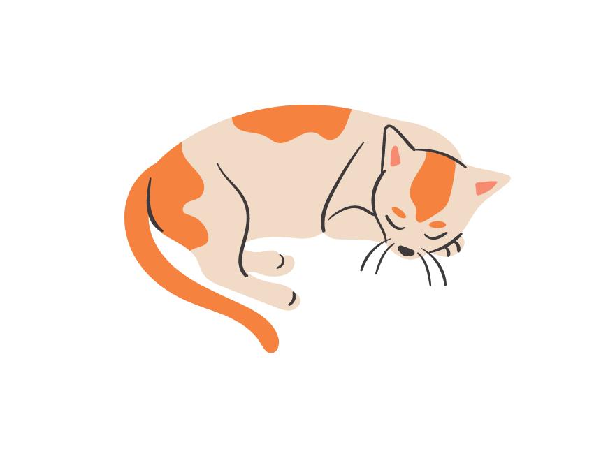 Ragdoll Cats Bring Joy: Benefits of Feline Companionship for Senior Citizens
