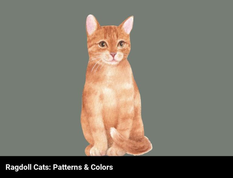 Ragdoll Cat Patterns & Colors