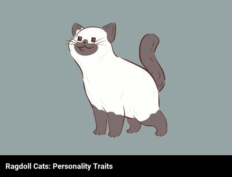 Ragdoll Cats: All About Their Unique Personality Traits
