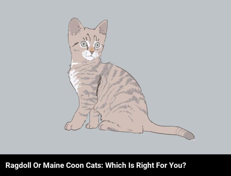 Find Out If A Ragdoll Or Maine Coon Cat Is Right For You