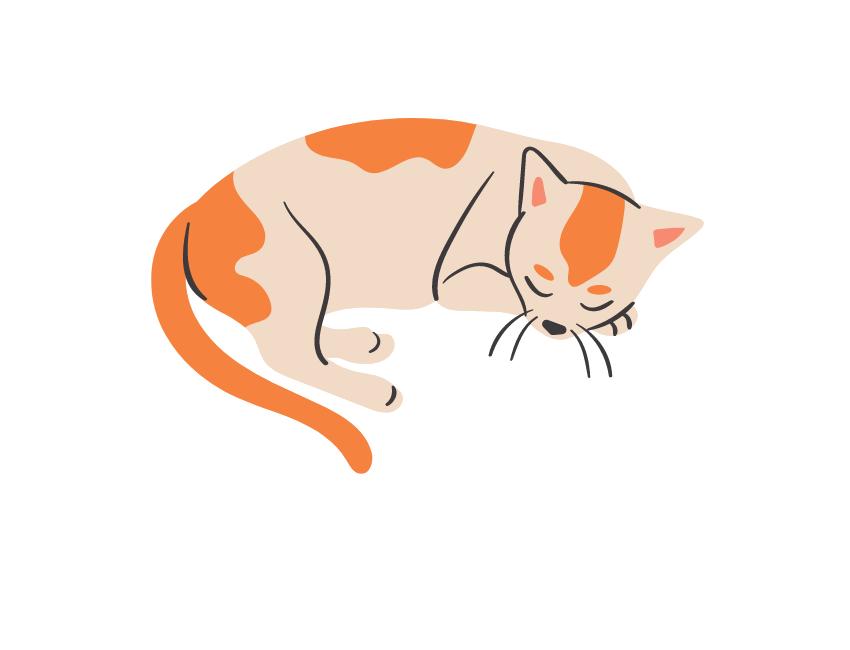 Rare Cream Persian Cat: Facts & Info