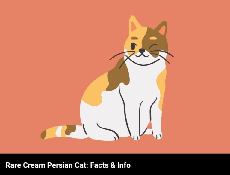 The Rare Cream Persian Cat: All You Need To Know
