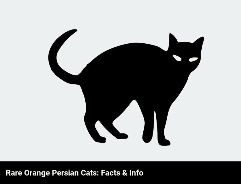 Are Orange Persian Cats Rare? Find Out Here.