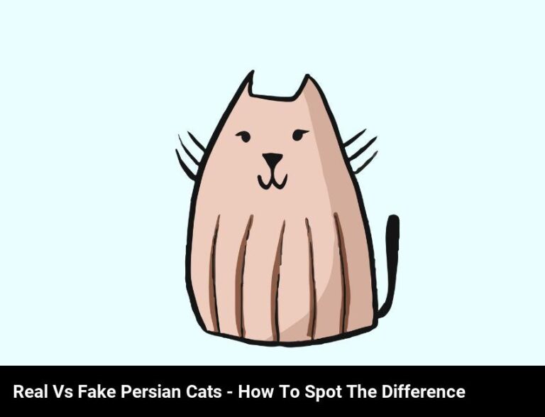 Real Vs. Fake Persian Cats: How To Tell The Difference