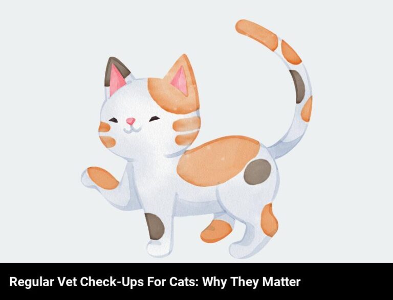 The Importance Of Regular Vet Check-Ups For Cats