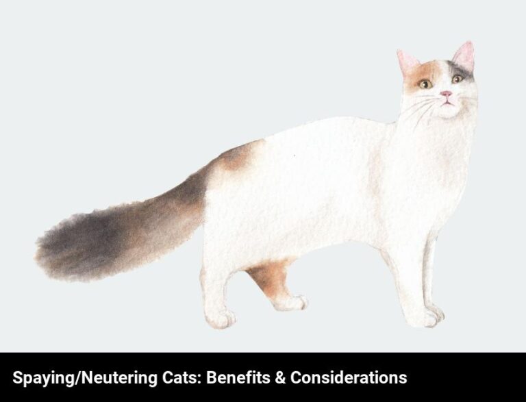 The Benefits Of Spaying Or Neutering Your Cat