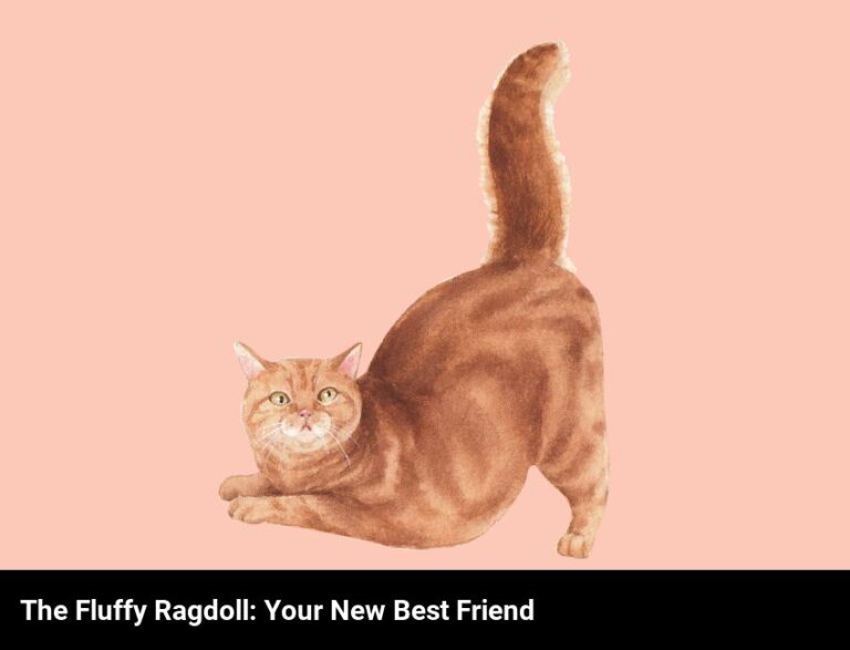 The Fluffy And Loving Ragdoll: Your New Best Friend