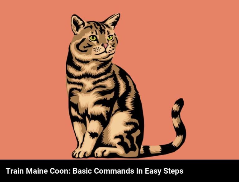 Train Your Maine Coon Cat: Learn Basic Commands In Easy Steps