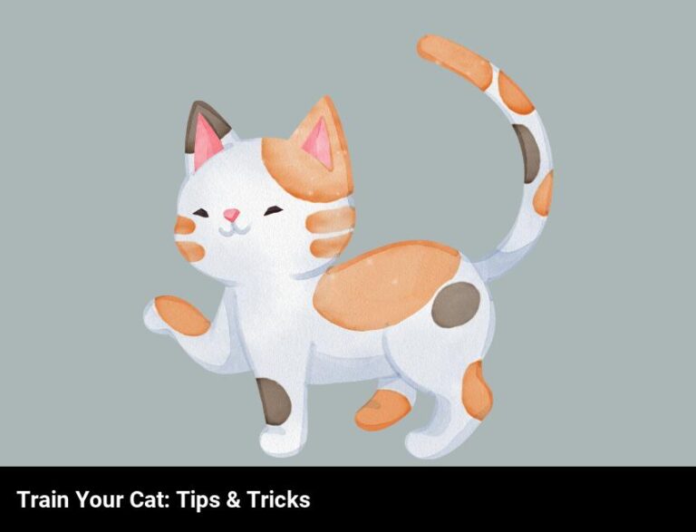 Tips For Training Your Cat