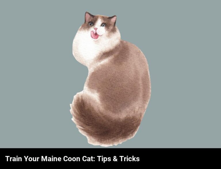 How To Litter Train Your Maine Coon Cat: Tips And Tricks