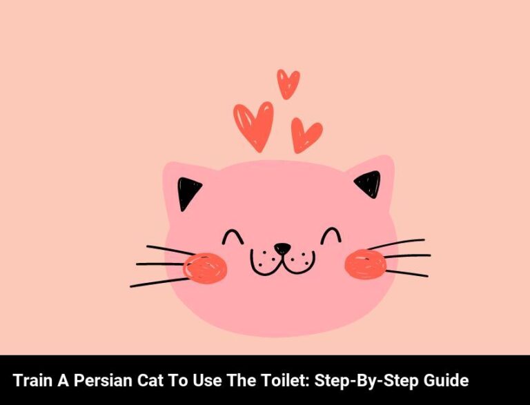 Training A Persian Cat To Use The Toilet: A Step-By-Step Guide