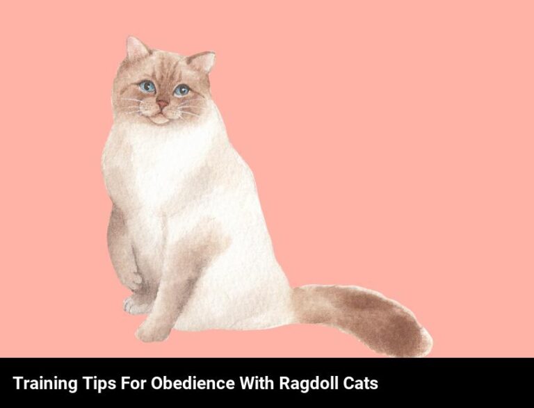 Teach Your Ragdoll Cat Obedience With Easy Training Tips