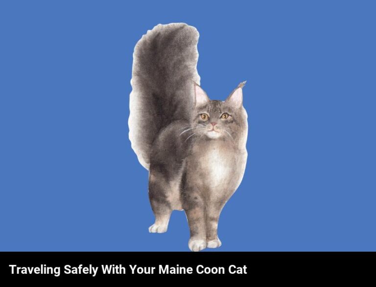 Keep Your Maine Coon Cat Safe On The Road: Tips For Car Travel