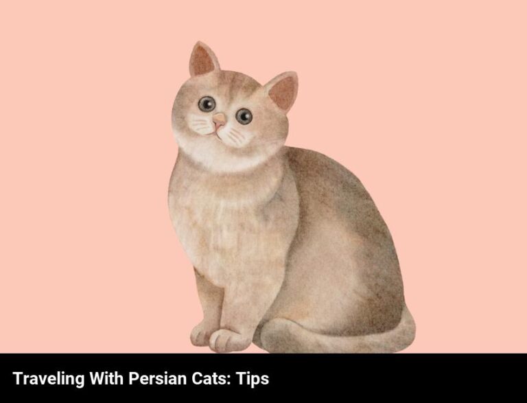 Travelling With Persian Cats: What You Need To Know