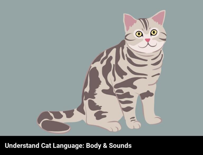 Understanding Feline Communication: Body Language And Sounds