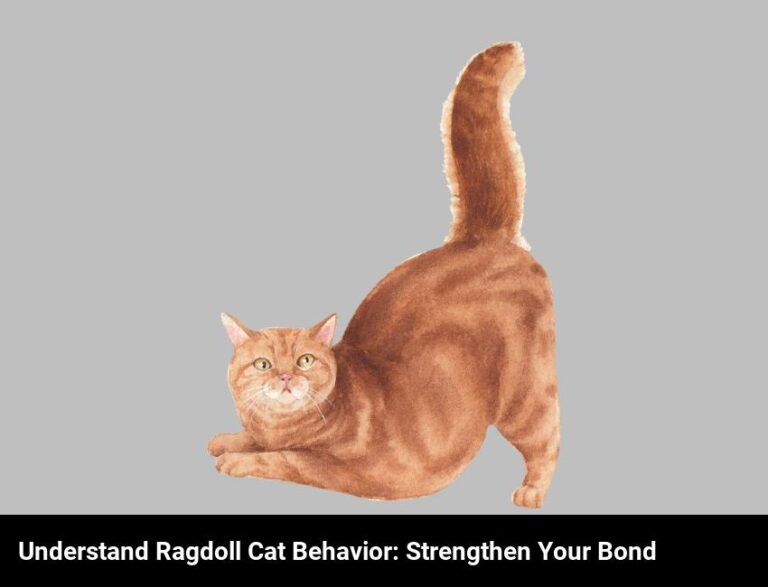 Understand Ragdoll Cat Behavior And Strengthen Your Bond