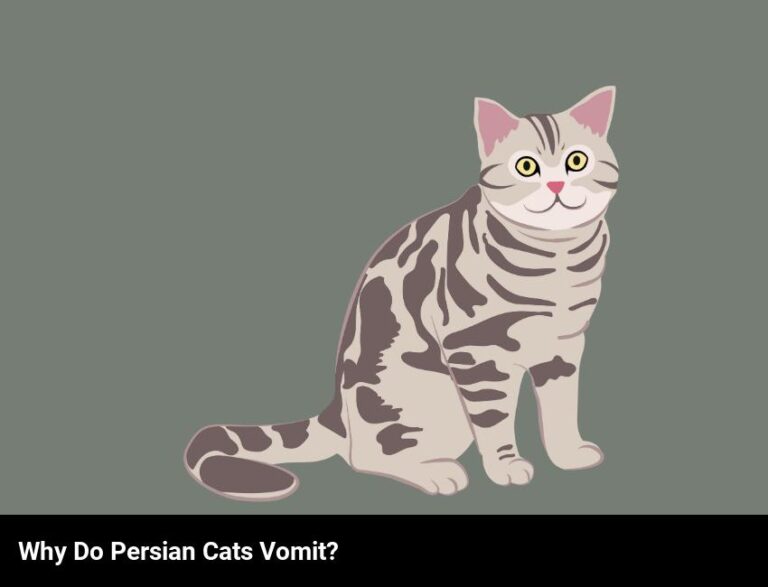 Understanding Why Persian Cats Vomit