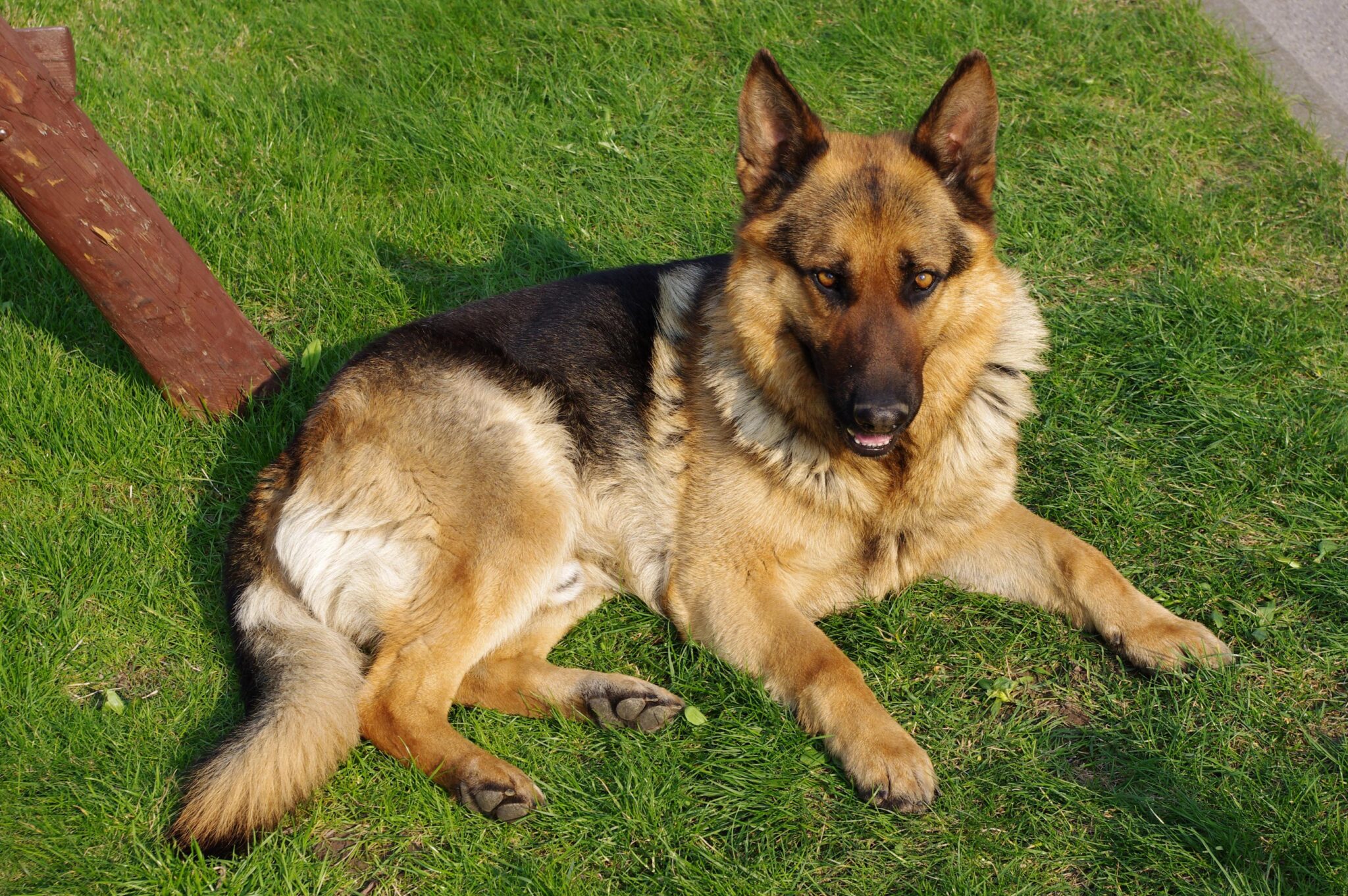 can-german-shepherd-eat-papaya-atractivopets