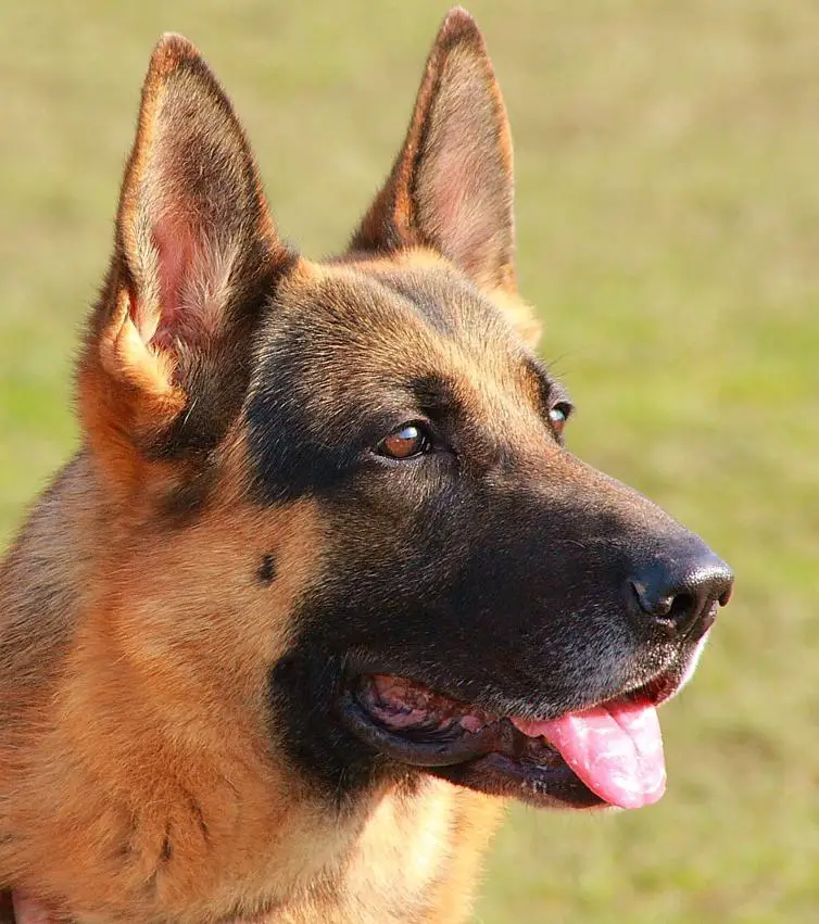 german-shepherd