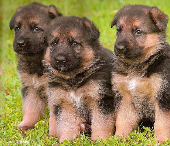 german-shepherd-puppies