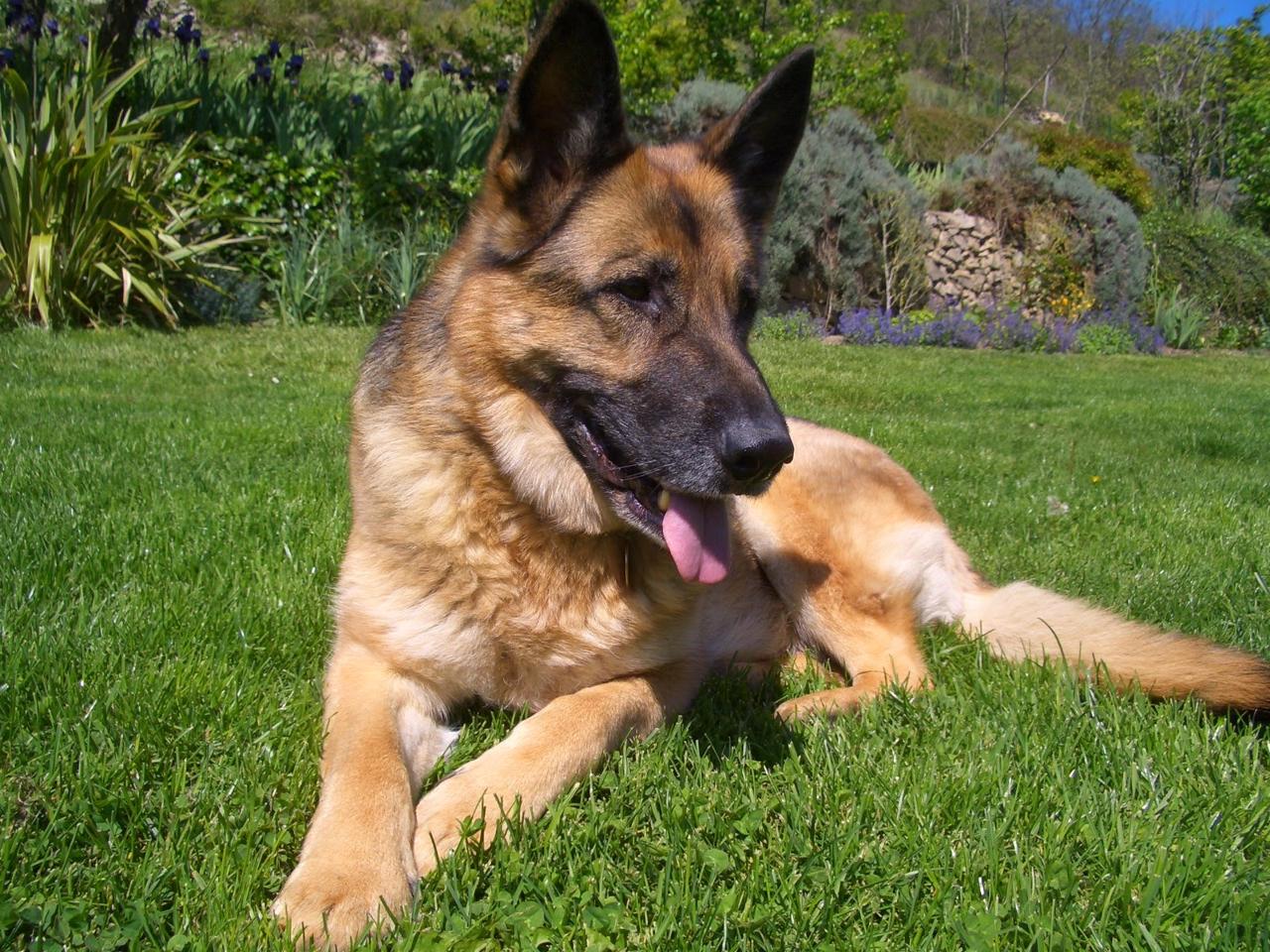 german-shepherds