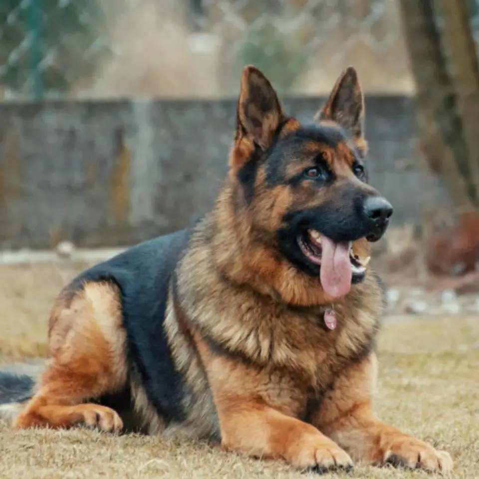 german-shepherds