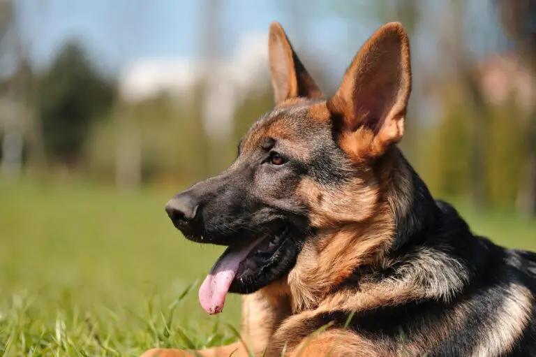 Are German Shepherds Good With Smaller Dogs?