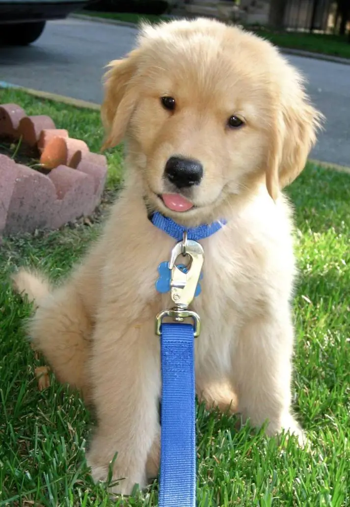 When Do Golden Retriever Puppies Stop Biting?