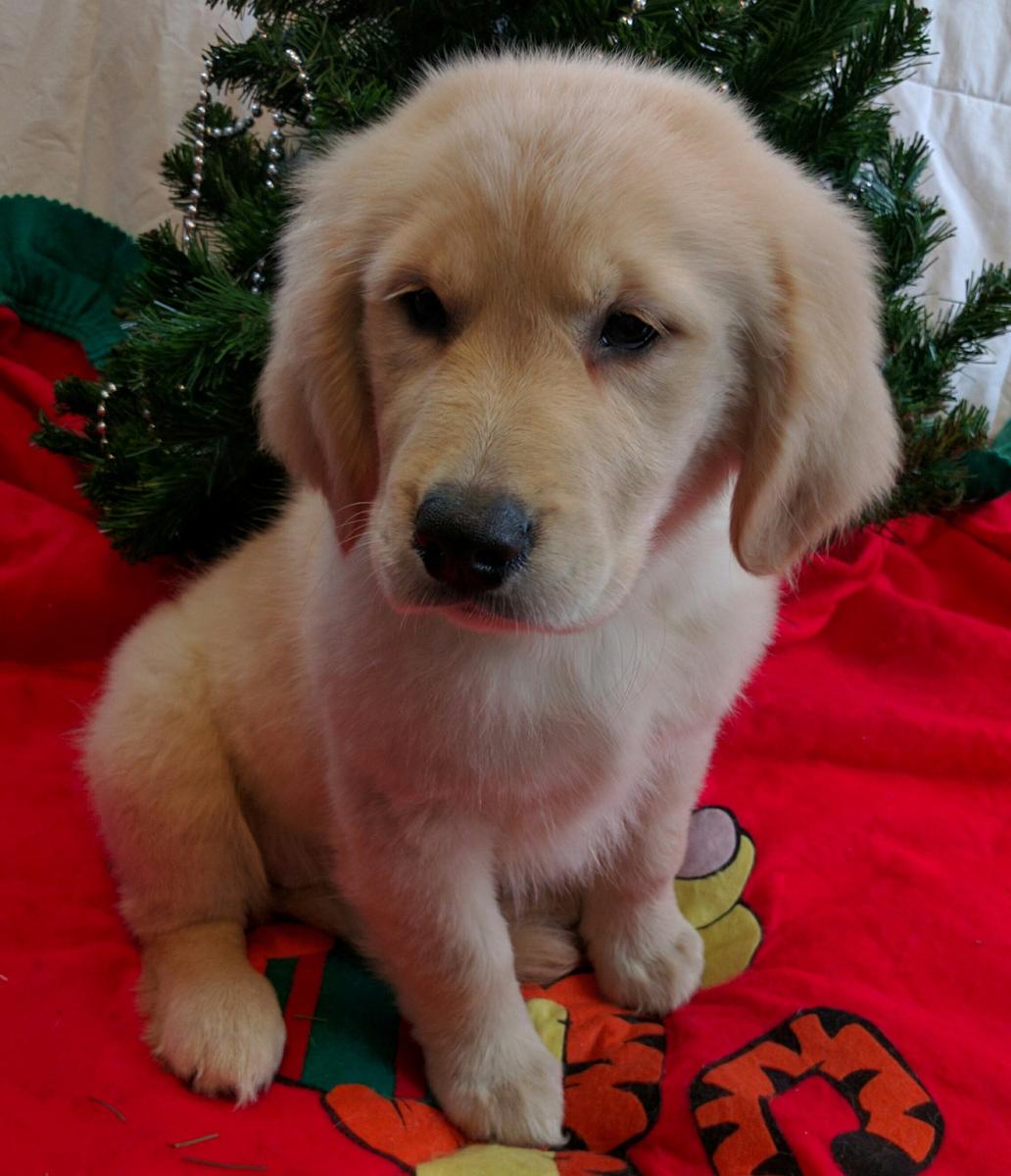 golden-retriever-puppies