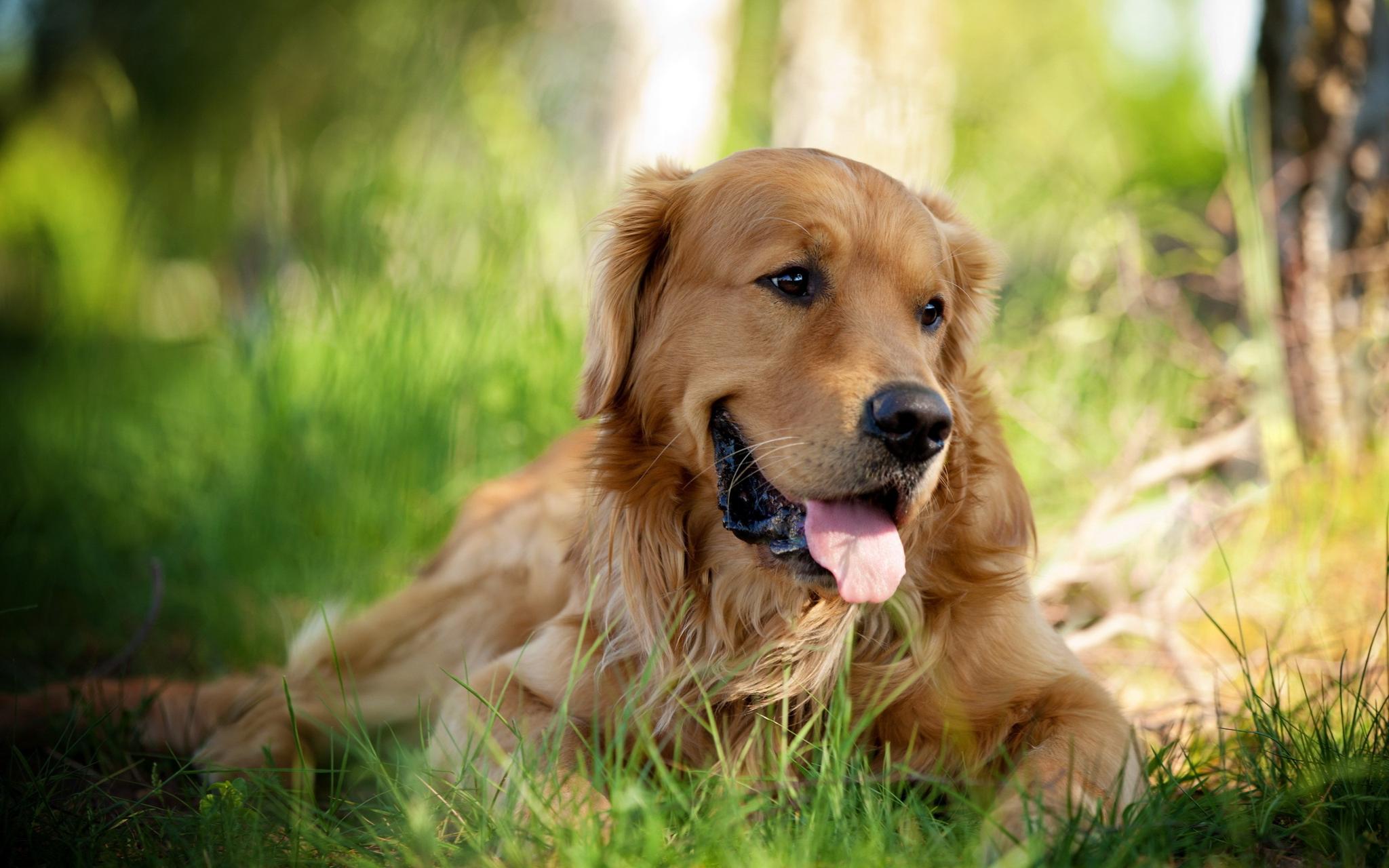 golden-retriever-temperament