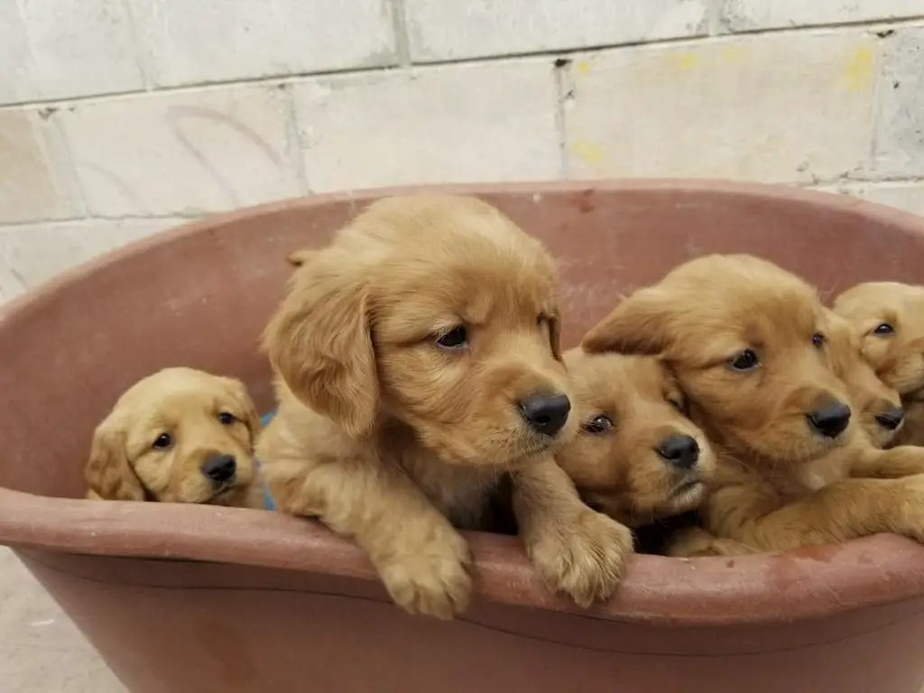 golden-retrievers