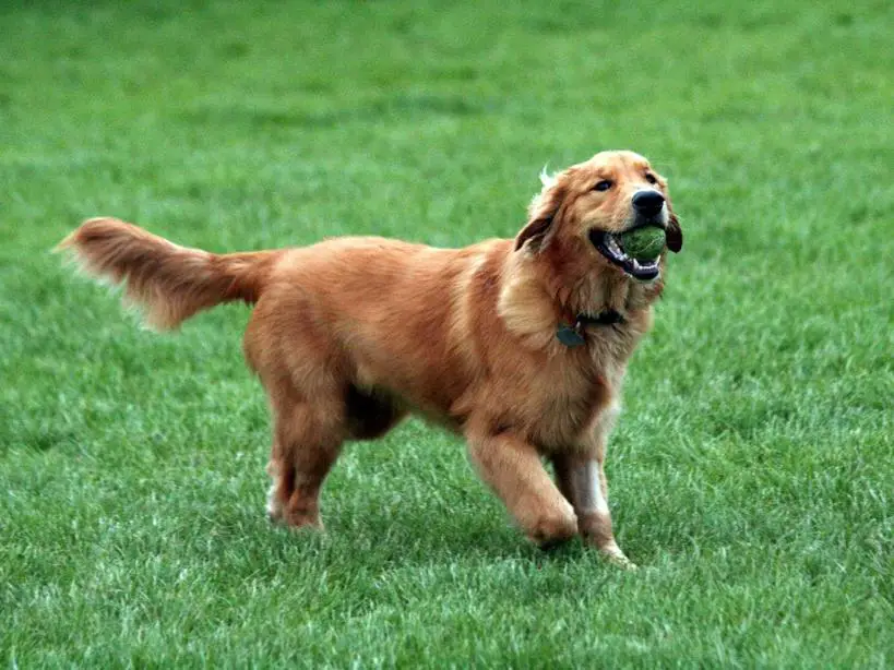 golden-retrievers