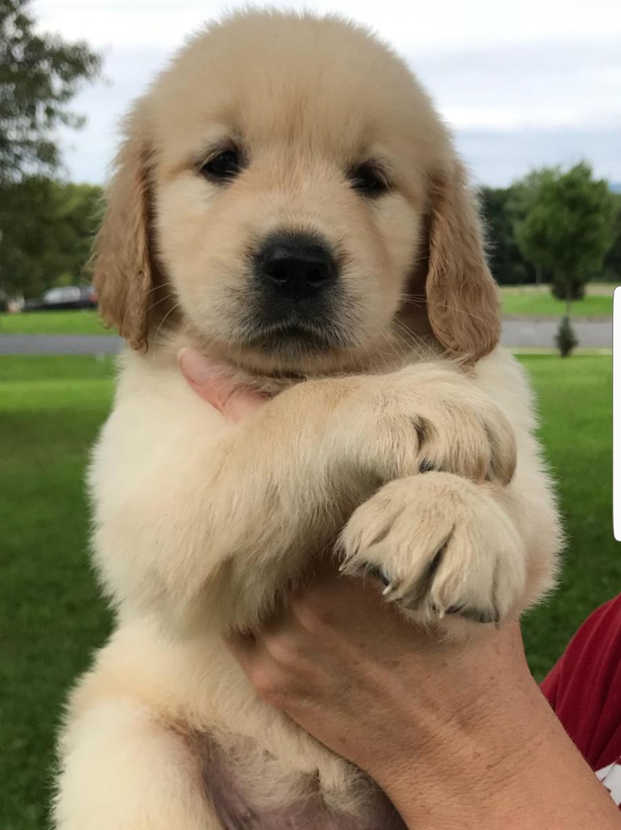 golden-retrievers