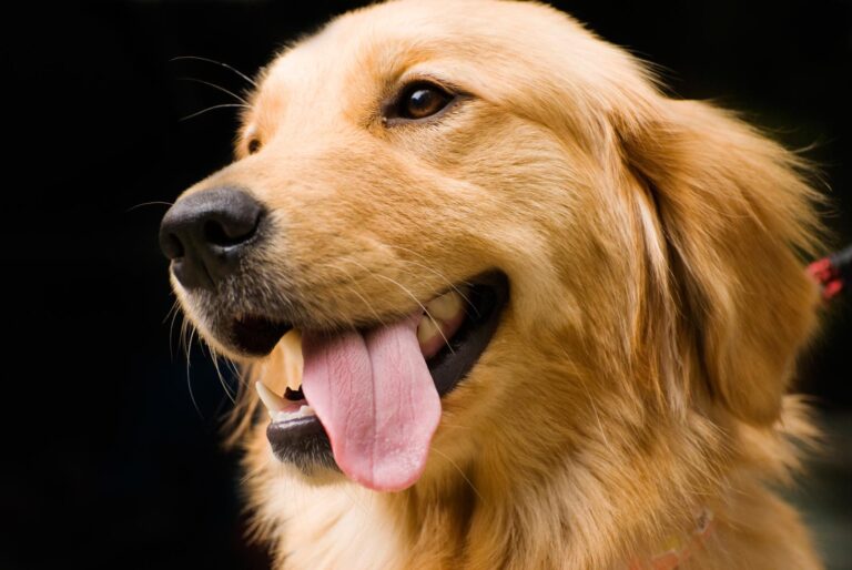 Are All Golden Retrievers Friendly?