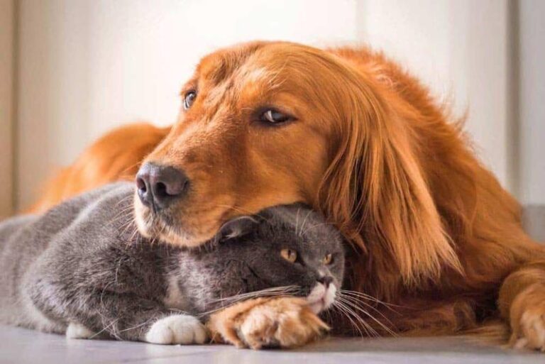 Can Golden Retrievers Live With Cats?